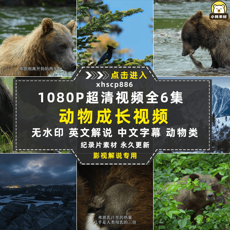 迪士尼野生动物纪录片动物成长中视频自媒体解说高清视频素材