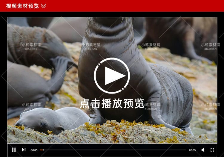 迪士尼野生动物纪录片动物成长中视频自媒体解说高清视频素材