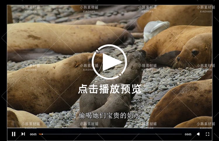 迪士尼野生动物纪录片动物成长中视频自媒体解说高清视频素材