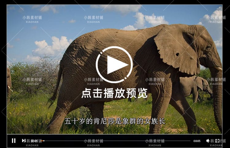 迪士尼野生动物纪录片动物成长中视频自媒体解说高清视频素材