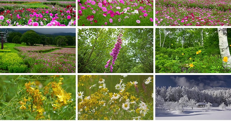 4K山川河流瀑布湖泊云海花朵花草植物自然风景实拍高清长视频素材