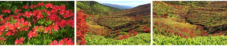 4K山川河流瀑布湖泊云海花朵花草植物自然风景实拍高清长视频素材