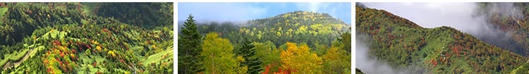4K山川河流瀑布湖泊云海花朵花草植物自然风景实拍高清长视频素材