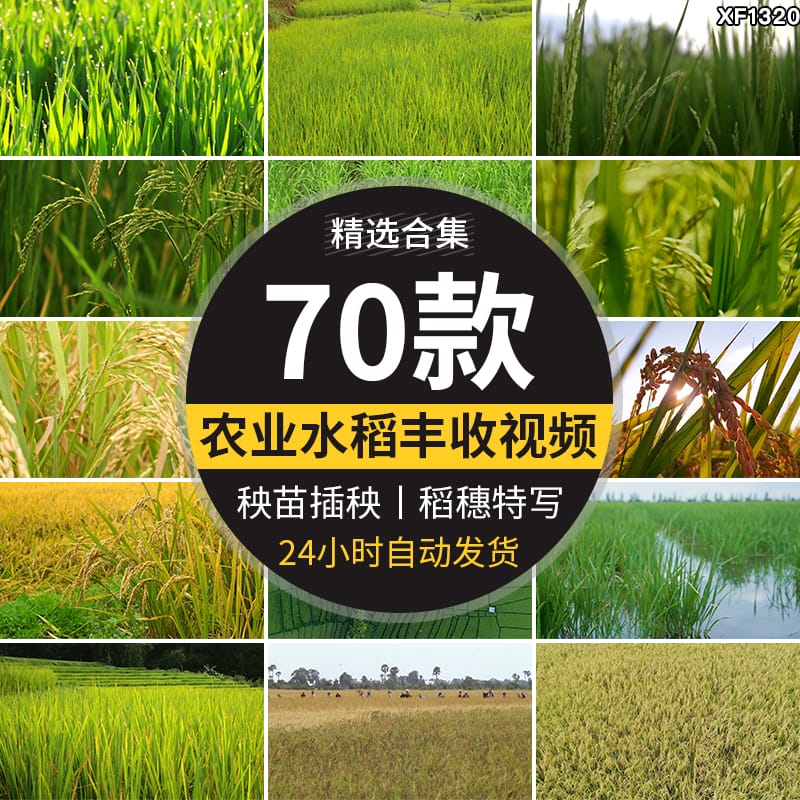 水稻谷物成熟稻穗农业丰收秋天秋季稻田特写秧苗插秧田间视频素材