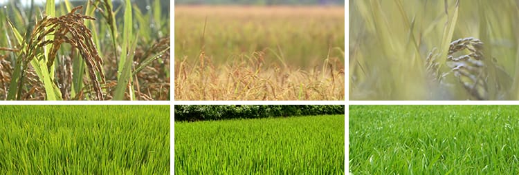 水稻谷物成熟稻穗农业丰收秋天秋季稻田特写秧苗插秧田间视频素材