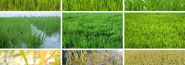 水稻谷物成熟稻穗农业丰收秋天秋季稻田特写秧苗插秧田间视频素材