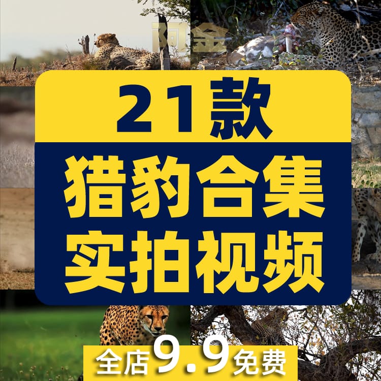 猎豹合集森林狩猎奔跑金钱豹非洲野生动物园视频高清实拍素材剪辑