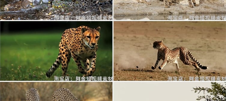 猎豹合集森林狩猎奔跑金钱豹非洲野生动物园视频高清实拍素材剪辑