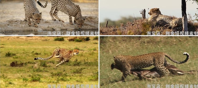 猎豹合集森林狩猎奔跑金钱豹非洲野生动物园视频高清实拍素材剪辑