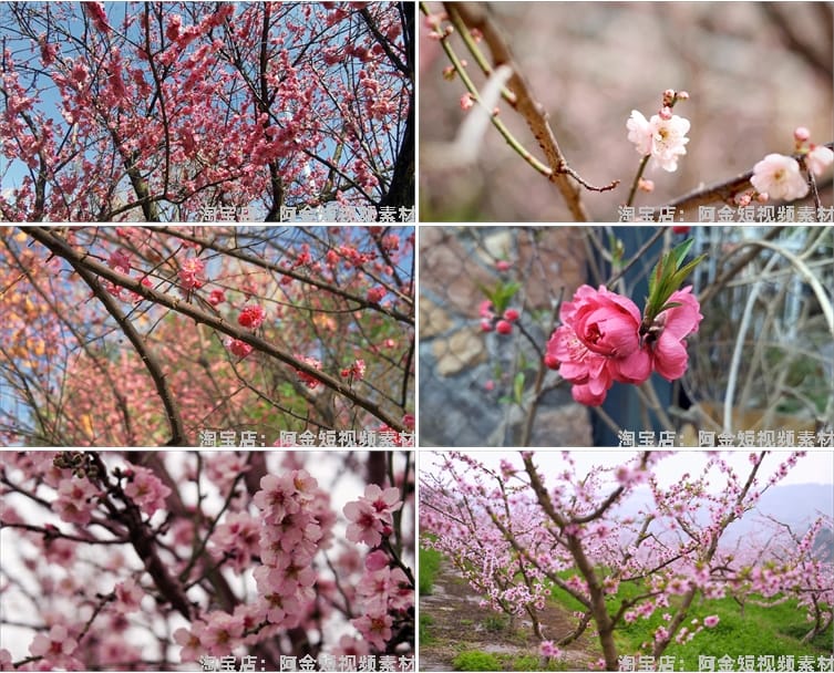 唯美浪漫桃花春暖花开乡村风景素材高清旅游自然治愈系短视频背景