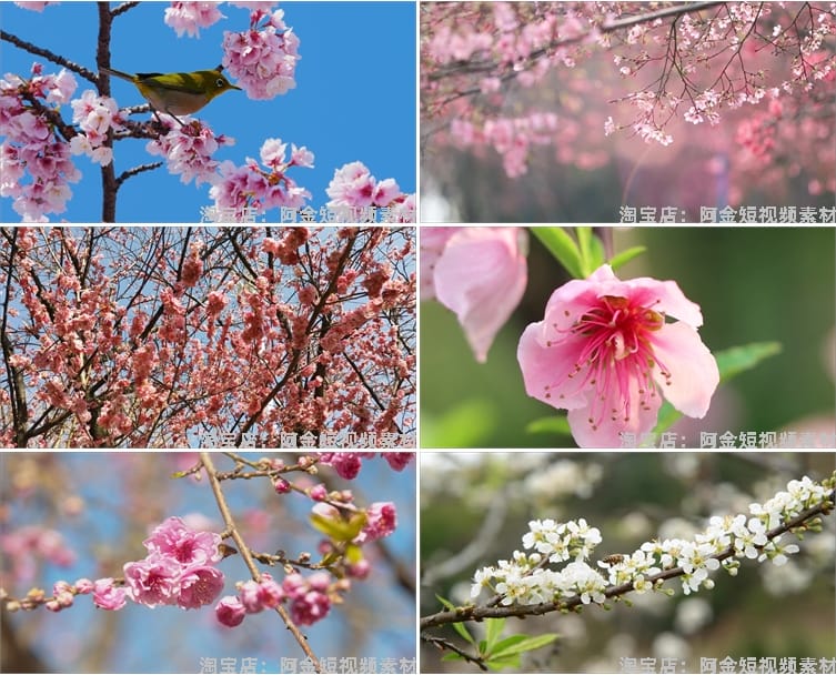 唯美浪漫桃花春暖花开乡村风景素材高清旅游自然治愈系短视频背景