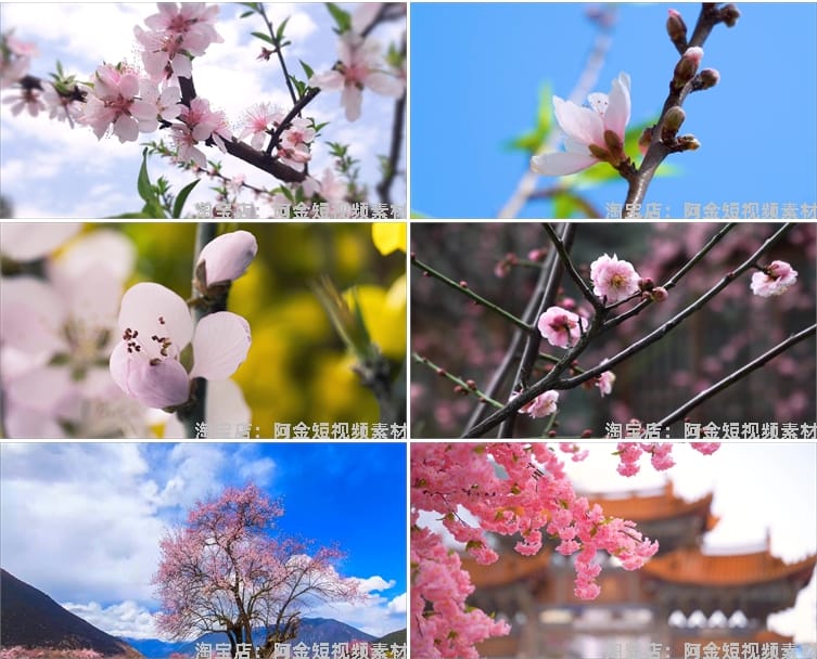 唯美浪漫桃花春暖花开乡村风景素材高清旅游自然治愈系短视频背景