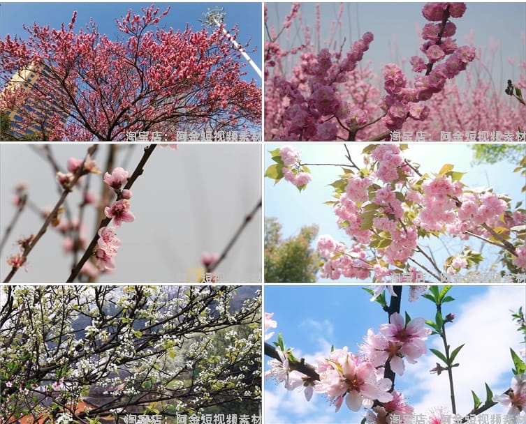 唯美浪漫桃花春暖花开乡村风景素材高清旅游自然治愈系短视频背景