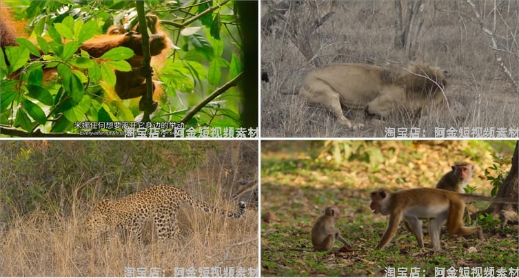 野生动物世界纪录片中视频解说科普视频4k国外觅食捕猎剪辑素材