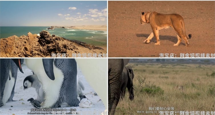 野生动物世界纪录片中视频解说科普视频4k国外觅食捕猎剪辑素材