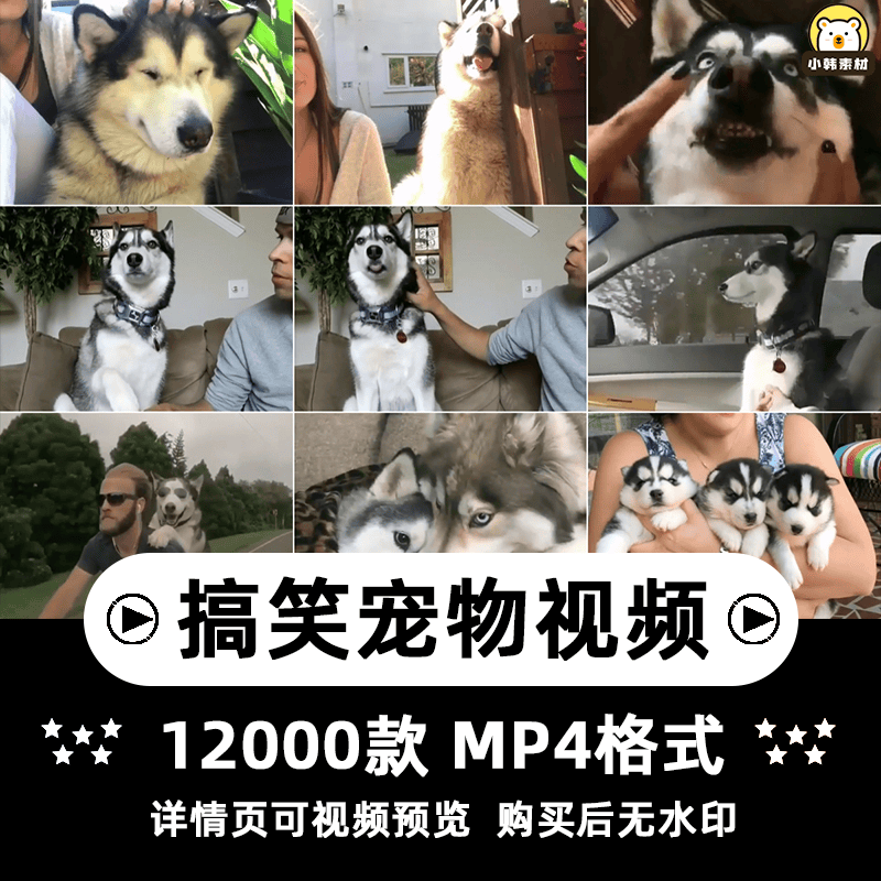 搞笑幽默动物宠物萌宠短视频设计素材可爱猫咪狗狗爆笑呆萌高清