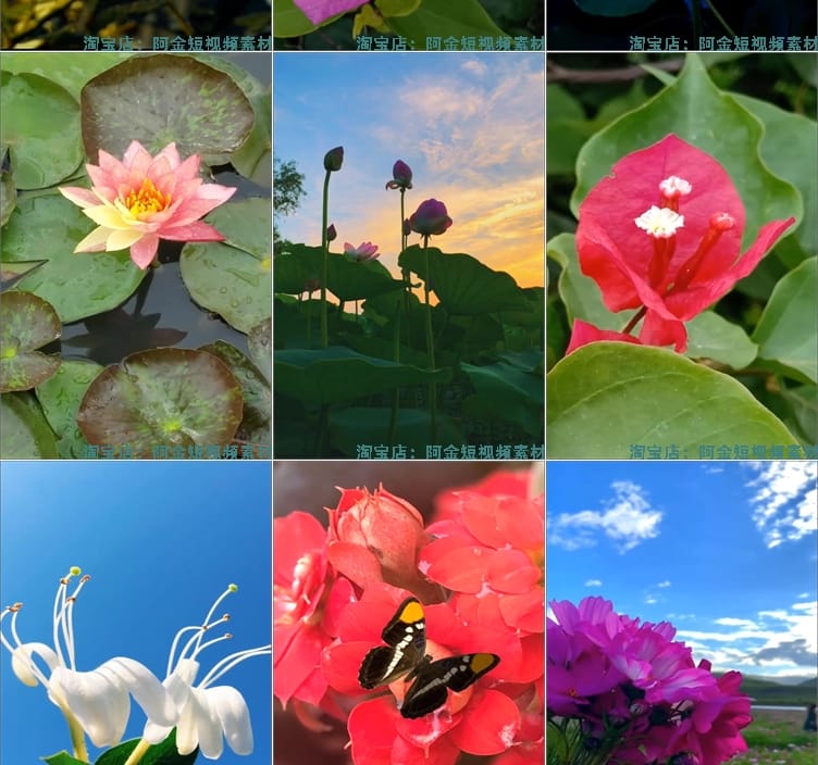 竖屏花朵花卉花开风景素材高清旅游自然唯美治愈系短视频背景剪辑