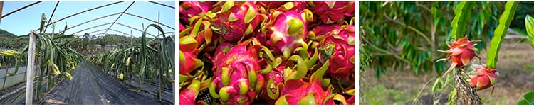 火龙果花朵农业种植园红心果肉火龙果树果实热带水果实拍视频素材
