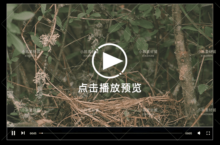 生命探索纪录片恋爱中的动物们中视频自媒体解说高清剪辑视频素材