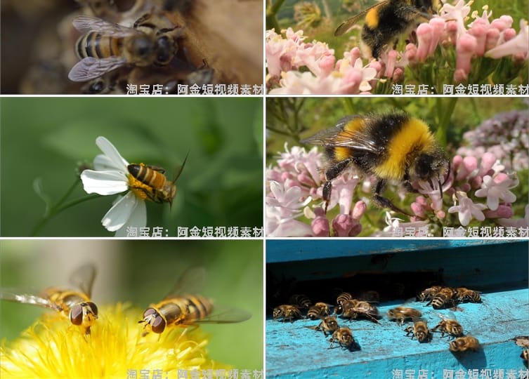 蜜蜂采蜜蜂巢养殖养蜂业花朵花粉采花蜜特写视频高清实拍素材剪辑