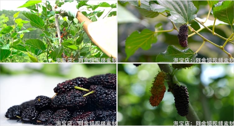 桑葚桑树果实果园农产采摘水果抖音短视频自媒体高清实拍素材剪辑