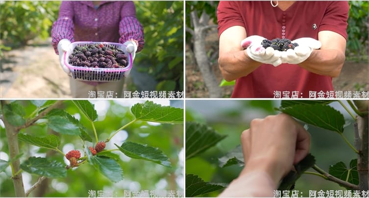 桑葚桑树果实果园农产采摘水果抖音短视频自媒体高清实拍素材剪辑