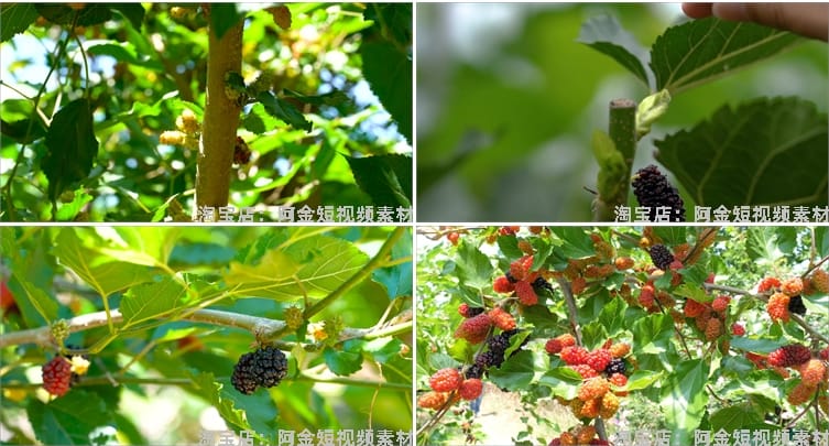 桑葚桑树果实果园农产采摘水果抖音短视频自媒体高清实拍素材剪辑