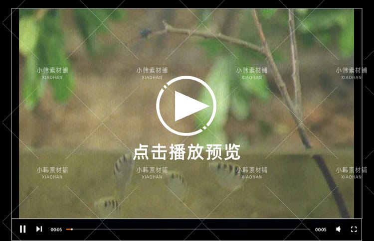 新西兰野生动物纪录片动物趣闻之最中视频自媒体解说高清视频素材