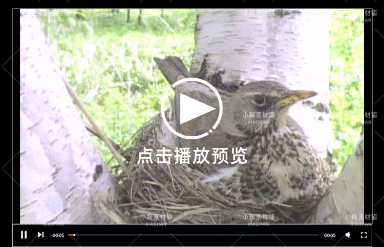 新西兰野生动物纪录片动物趣闻之最中视频自媒体解说高清视频素材