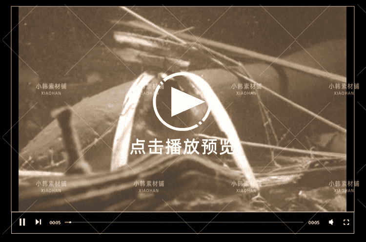 新西兰野生动物纪录片动物趣闻之最中视频自媒体解说高清视频素材