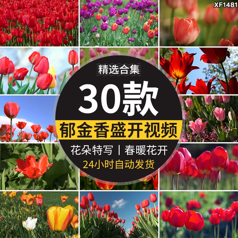 郁金香特写鲜花春天春季鲜艳花朵盛开田园春暖花开实拍短视频素材
