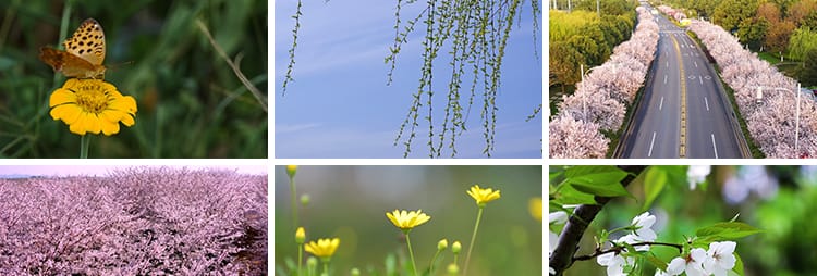 春夏秋冬天四季变换花草一年四季花草雪景LED大屏幕背景视频素材