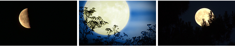 月亮实拍穿过乌云夜景阴云明月圆月满月空治愈系树枝剪影视频素材