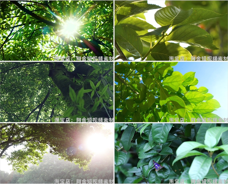 4K夏日阳光绿叶空境树叶小清新风景素材高清自然治愈系短视频背景