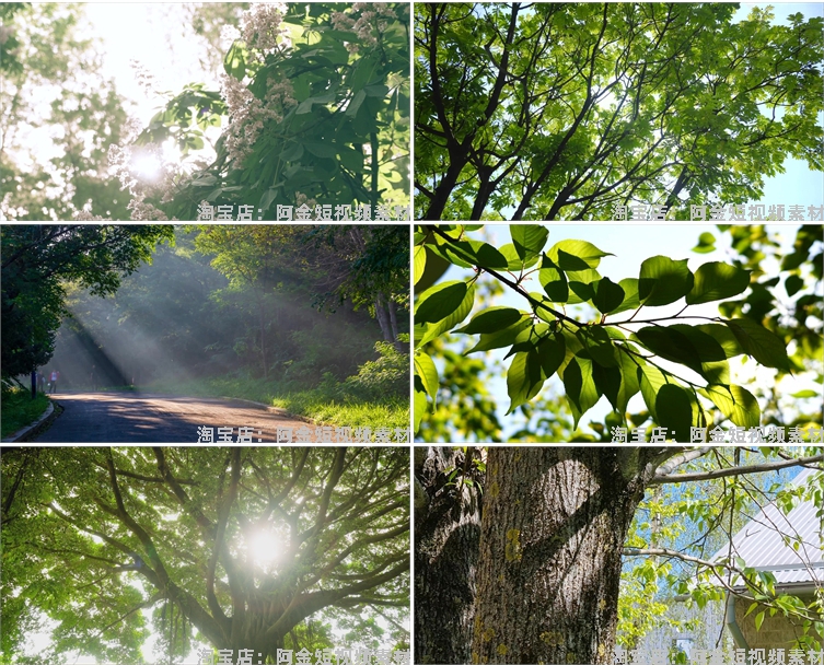 4K夏日阳光绿叶空境树叶小清新风景素材高清自然治愈系短视频背景