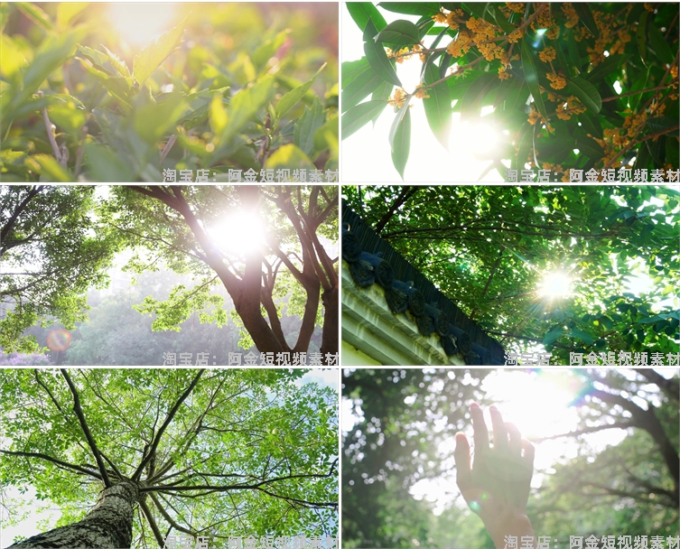 4K夏日阳光绿叶空境树叶小清新风景素材高清自然治愈系短视频背景