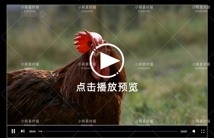 BBC动物驯养纪录片家禽家畜的私生活中视频自媒体解说高清视频