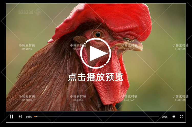 BBC动物驯养纪录片家禽家畜的私生活中视频自媒体解说高清视频
