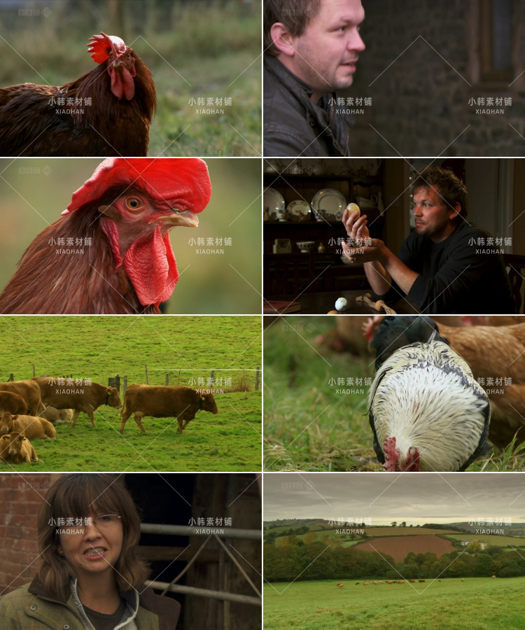 BBC动物驯养纪录片家禽家畜的私生活中视频自媒体解说高清视频