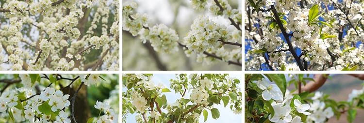 春天梨树开花朵梨花盛开绽放特写古建筑唯美春暖花开实拍视频素材