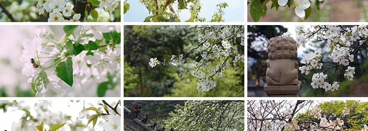 春天梨树开花朵梨花盛开绽放特写古建筑唯美春暖花开实拍视频素材