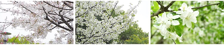 春天梨树开花朵梨花盛开绽放特写古建筑唯美春暖花开实拍视频素材