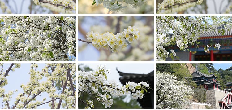 春天梨树开花朵梨花盛开绽放特写古建筑唯美春暖花开实拍视频素材
