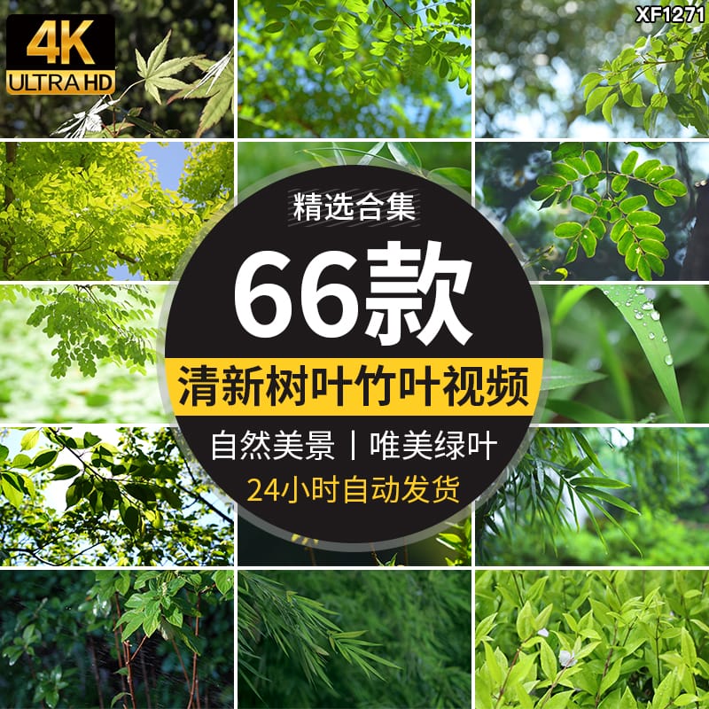 4K小清新绿叶树叶自然风景竹叶春天唯美意境美景绿色叶子视频素材