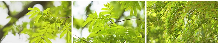 4K小清新绿叶树叶自然风景竹叶春天唯美意境美景绿色叶子视频素材