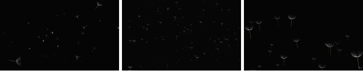 唯美蒲公英飞舞上升飘落漂浮特效后期合成带透明通道MOV视频素材