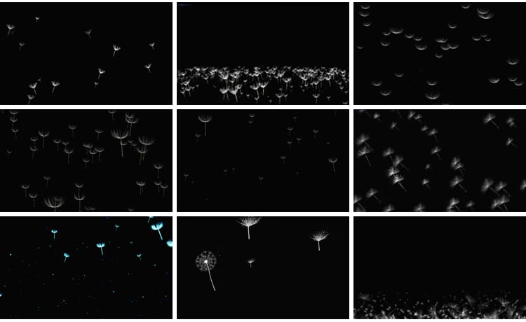 唯美蒲公英飞舞上升飘落漂浮特效后期合成带透明通道MOV视频素材