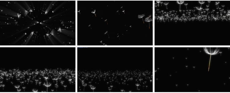 唯美蒲公英飞舞上升飘落漂浮特效后期合成带透明通道MOV视频素材