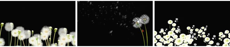 唯美蒲公英飞舞上升飘落漂浮特效后期合成带透明通道MOV视频素材
