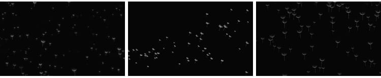 唯美蒲公英飞舞上升飘落漂浮特效后期合成带透明通道MOV视频素材